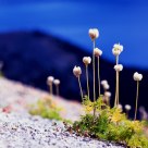 Pasque Flower, Crater Lake National Park.